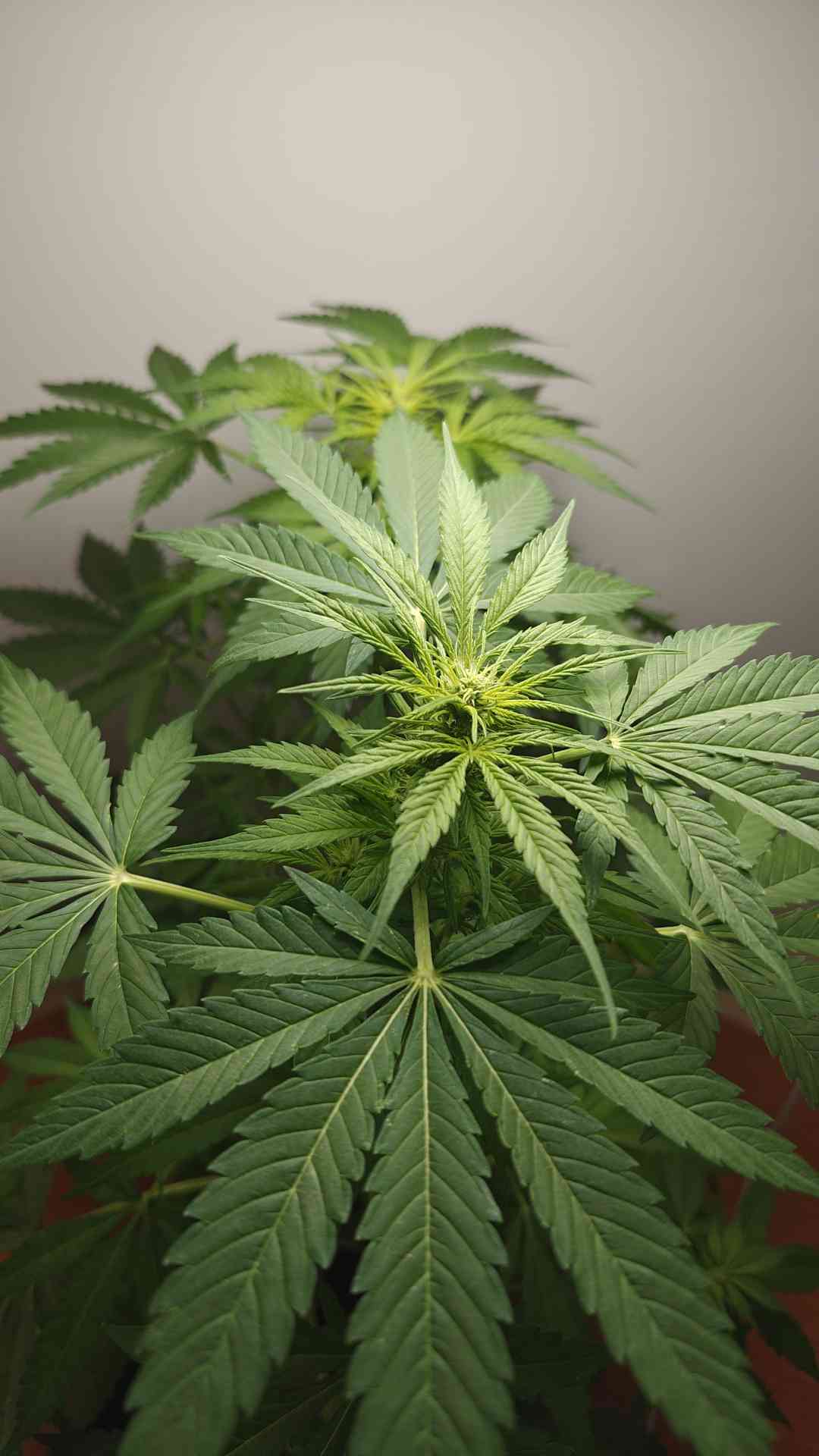 Sour Diesel Sisters